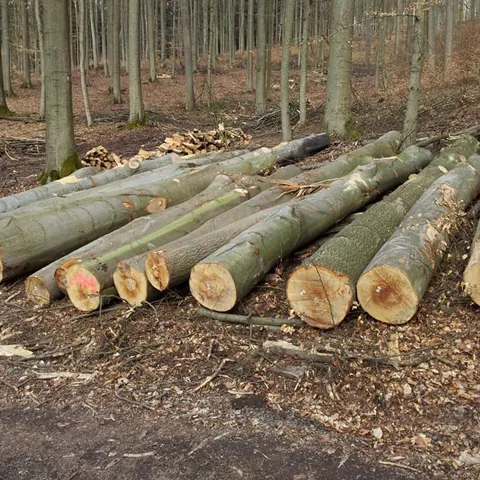 European-Beech-Logs.png.webp