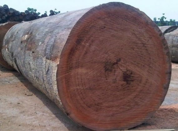 Mahogany-Wood-Logs-570x421-1.jpg