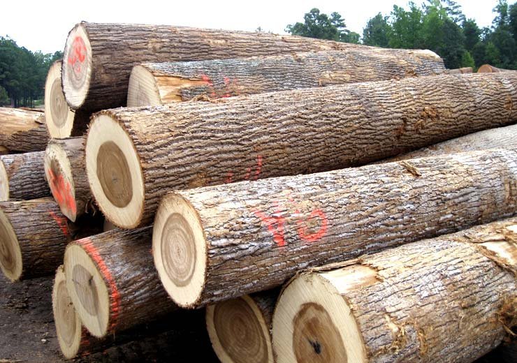 Poplar-wood.jpg