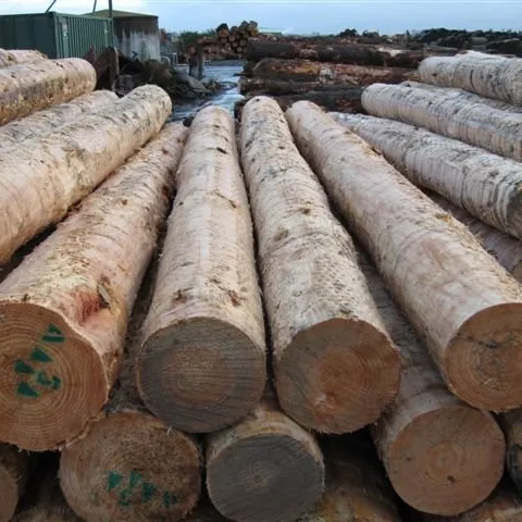 Radiata-Pine-Logs.png.webp