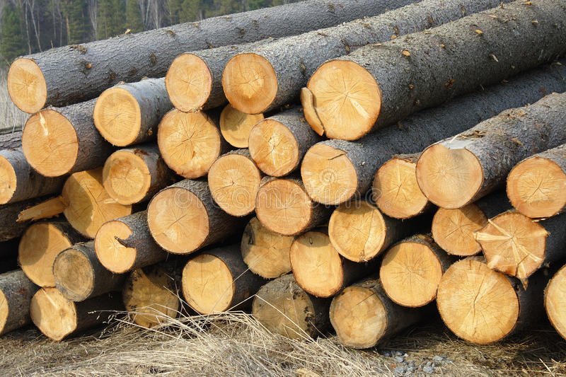stacks-spruce-logs-22286673.jpg